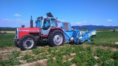 Massey Ferguson 698 \u0026 Bolko