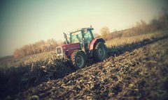 Massey Ferguson 8110 & Bomet