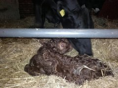 Nocne wycielenie lm 75%