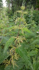 Pokrzywa zwyczajna (Urtica dioica)