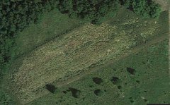 Poletko pszenicy ozimej (0,75ha) zniszczone w około 80% przez dziki