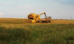 Popołudniowe koszenie Lubinu