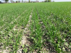 Pszenica jara BOMBONA