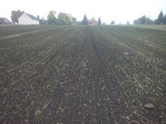 Pszenica kilimanjaro