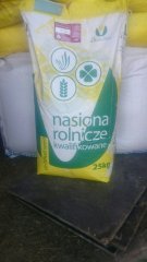 Pszenica ozima Arkadia