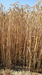 Pszenica ozima Arkadia