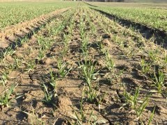 Pszenica ozima Bamberka