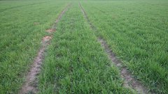 Pszenica ozima banderola