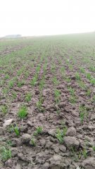 Pszenica ozima Folklor