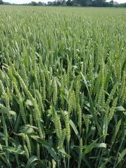 Pszenica ozima Gustav