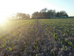 Pszenica ozima Hondia