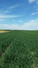 Pszenica ozima HONDIA