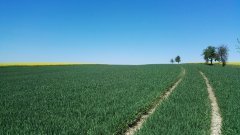 Pszenica ozima julius