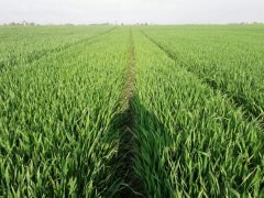 Pszenica ozima JULIUS