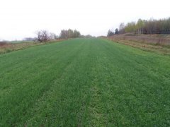 Pszenica ozima julius