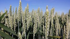 Pszenica ozima Kuban