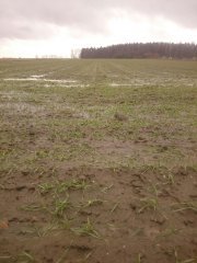 Pszenica ozima Ostroga