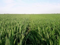 Pszenica ozima TACITUS | JULIUS