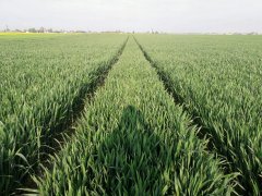 Pszenica ozima TACITUS