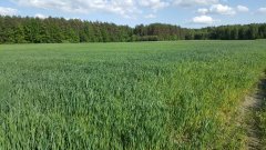 pszenica Pannanikus wąsatka