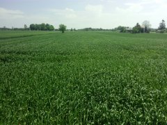 Pszenżyto ozime Borowik