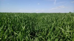 Pszenżyto ozime Meloman