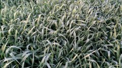 Pszenżyto ozime Meloman