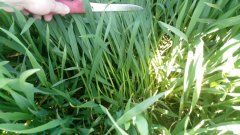 Pszenżyto ozime Meloman