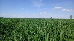 Pszenżyto ozime Meloman