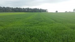 Pszenżyto ozime Rotondo