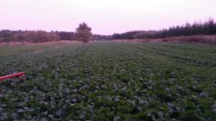 Rzepak Aleksander F1