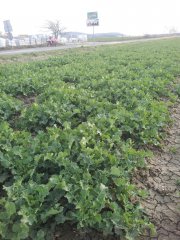 Rzepak ozimy Adam - 07.04.2015r