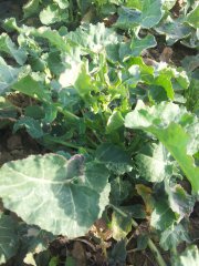 Rzepak ozimy Adam - 07.04.2015r