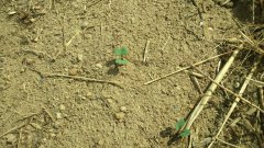 Rzepak ozimy DK Exwill