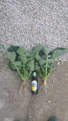 Rzepak ozimy Exqusite