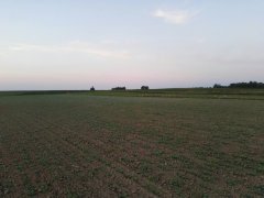 Rzepak ozimy odmiana Brasill