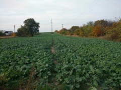 Rzepak ozimy RGT Bonanza 02.10.2016