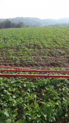 Rzepak ozimy sherlock