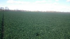 Rzepak ozimy Stanley