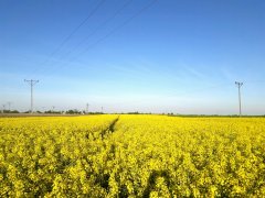 Rzepak ozimy STARTER