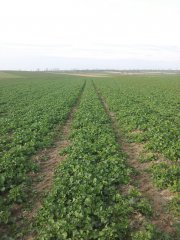 Rzepak ozimy Vision - 07.04.2015r