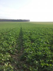 Rzepak ozimy Vision - 07.04.2015r