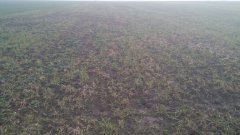 Rzepak po letniej suszy