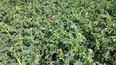 Rzepak potraktowany Mustangiem Forte