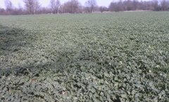 Rzepak stan na 05.03.2015