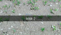 Soja