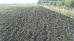 Szkody wyrządzone przez Dziki, pszenżyto Twingo.