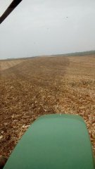 Talerzowanie kukurydzy