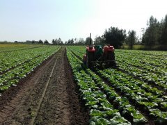 Ursus 2812 +opielacz