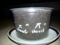 Wyścig kiełkowania łubinu z chwastami